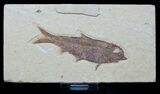 Beautiful Knightia Fish Fossil - #1574-1